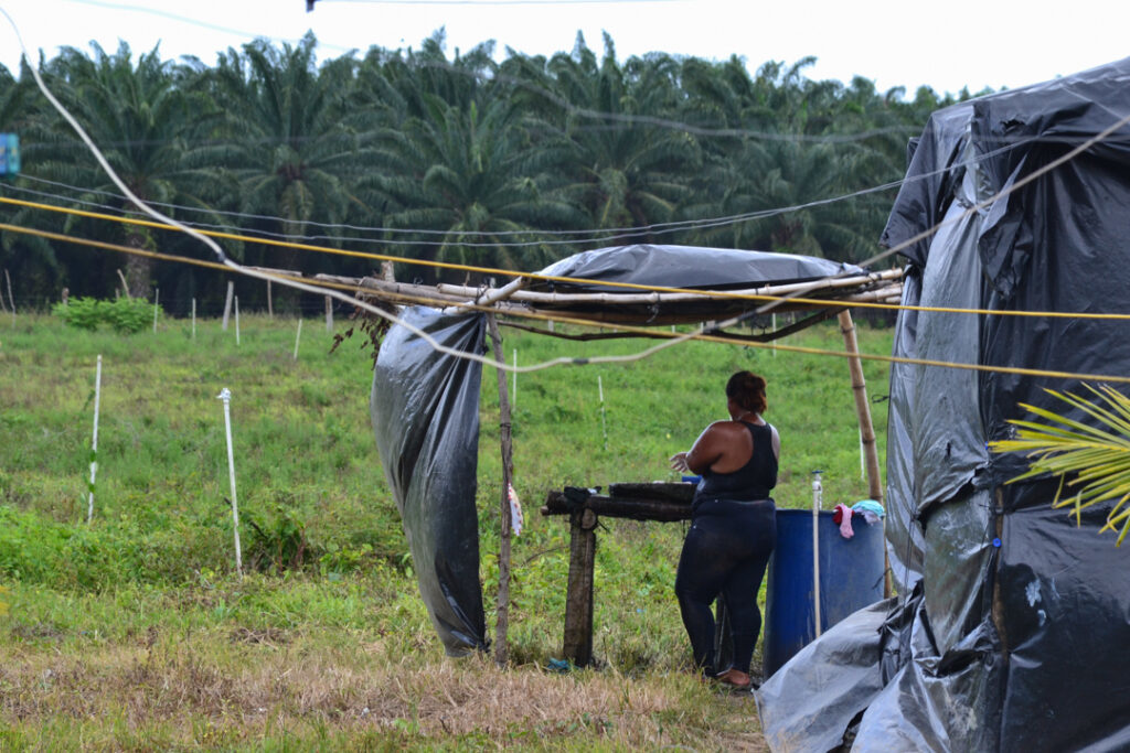Honduras. Industria de palma aceitera boicotea convenio para devolución de tierras campesinas en el Bajo Aguán